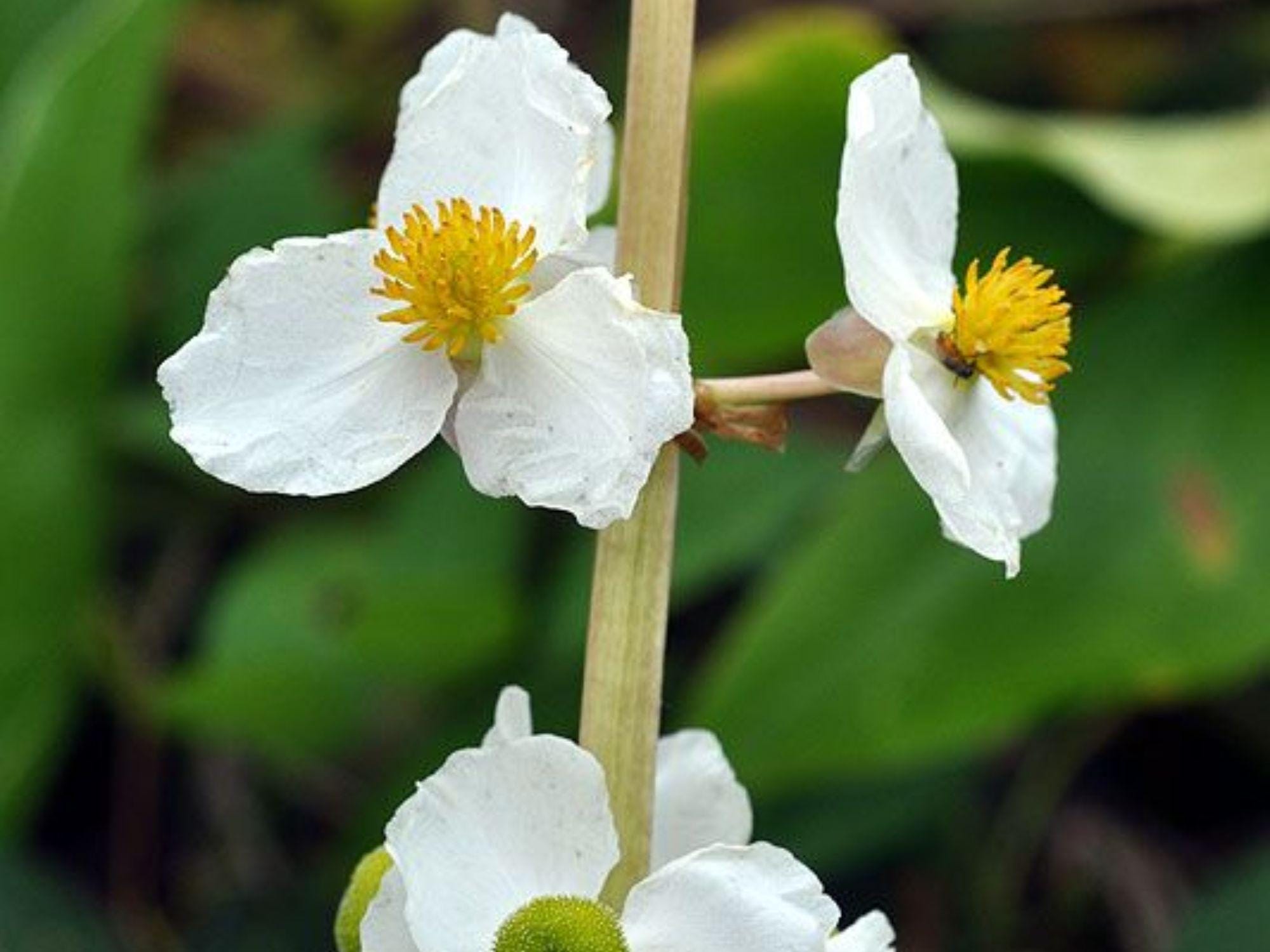 Common Arrowhead Seeds (Sagittaria latifolia) – 500 Native Aquatic Seeds for Ponds, Wetlands & Water Gardens