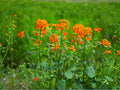 Erysimum capitatum Western Wallflower Seeds | Native Perennial Wildflower for Pollinators | Drought Tolerant Flowering Plant