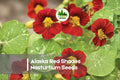 Alaska Red Shades Nasturtium Seeds, Tropaeolum majus, Bright Red Blooms, Variegated Foliage, Annual Flower, 50+ Seeds