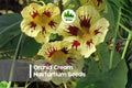 50+ Orchid Cream Nasturtium Seeds, Tropaeolum majus, Bi-color Cream and Rose, Annual Flower for Borders, Pots & Baskets