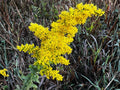 Solidago Nemoralis Seeds – 100 Wildflower Seeds for Garden & Natural Landscaping – Old Field Goldenrod, Perennial Flower Plant
