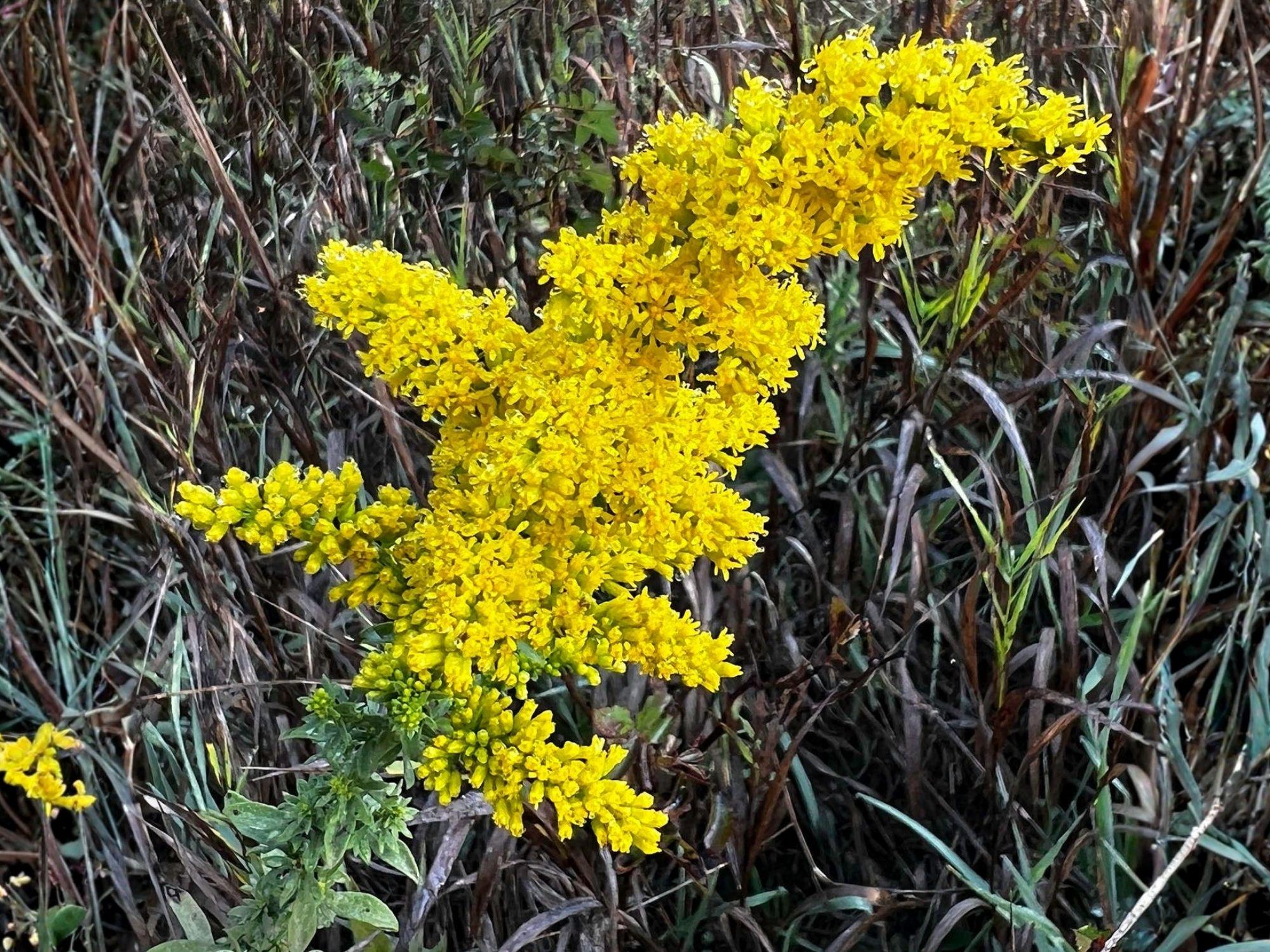 Solidago Nemoralis Seeds – 100 Wildflower Seeds for Garden & Natural Landscaping – Old Field Goldenrod, Perennial Flower Plant