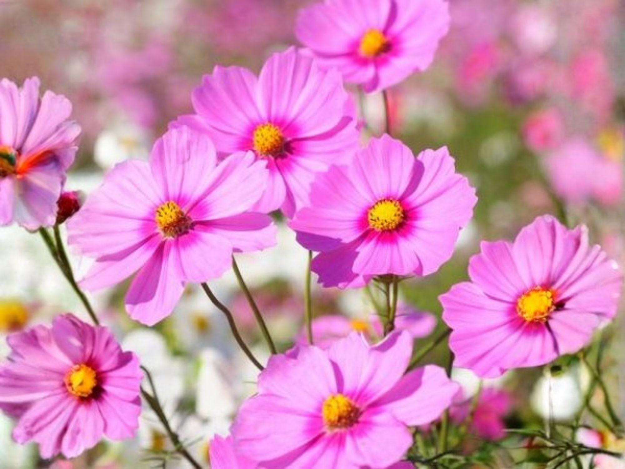 Cosmos Gloria Flower Seeds – Pink to Rose Annual Garden Flower for Beds, Borders & Containers, 100 Seeds