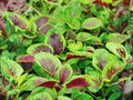Edible Amaranth Red Stripe Leaf Seeds | Red Beauty Tricolor | Heirloom Leafy Greens | Fast-Growing, Heat Tolerant