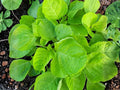 Edible Amaranth Seeds White Light Green Heirloom Leafy Greens Fast Growing Vegetable 500 Seeds