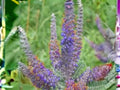 Lead Plant Seeds – Amorpha canescens Native Wildflower, Purple Flowering Perennial, Drought Tolerant, 50 Seeds