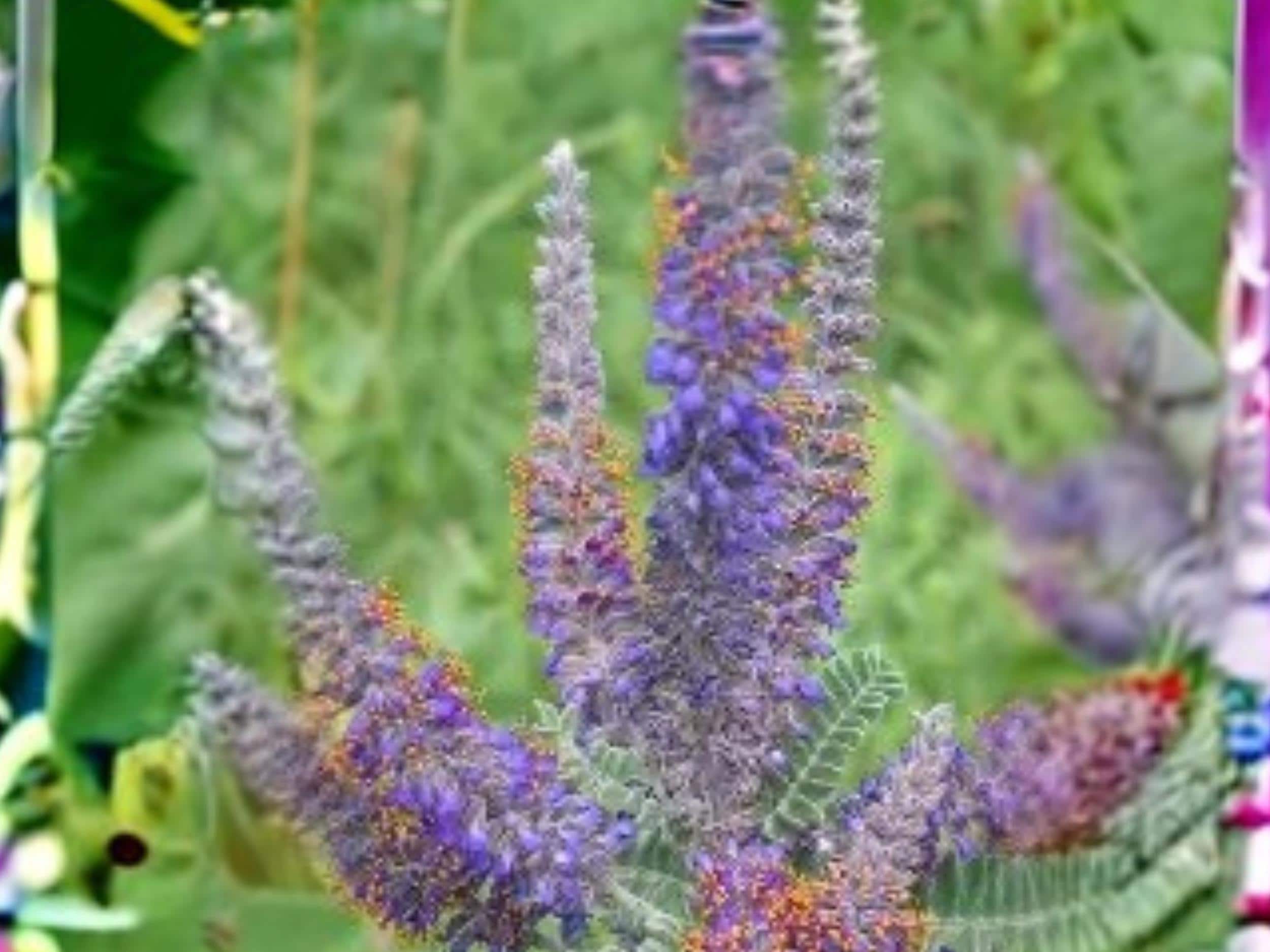 Lead Plant Seeds – Amorpha canescens Native Wildflower, Purple Flowering Perennial, Drought Tolerant, 50 Seeds