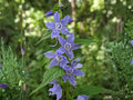 Campanula americana Tall Bellflower Seeds – 500 Wildflower Seeds for Native Gardens, Pollinator Attracting Perennial