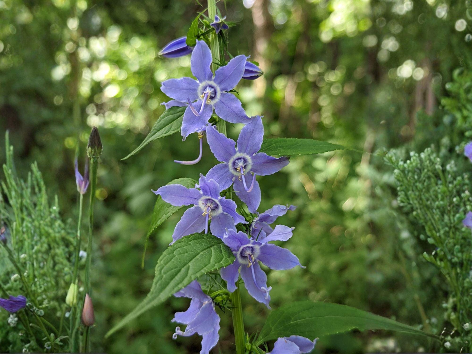 Campanula americana Tall Bellflower Seeds – 500 Wildflower Seeds for Native Gardens, Pollinator Attracting Perennial