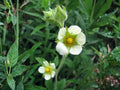 Drymocallis arguta Prairie Cinquefoil Seeds – 500 Native Wildflower Seeds for Pollinator Gardens & Prairie Landscaping