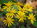 Packera aurea Golden Ragwort Seeds – 75 Native Wildflower Seeds for Pollinator Gardens, Perennial, Bright Yellow Flowers