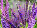 Lead Plant Seeds – Native Prairie Wildflower, Amorpha canescens, Perennial Shrub, Pollinator Friendly, Drought Tolerant