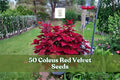 50 Coleus Red Velvet Seeds for Planting | Ornamental Foliage Plant | Coleus scutellarioides