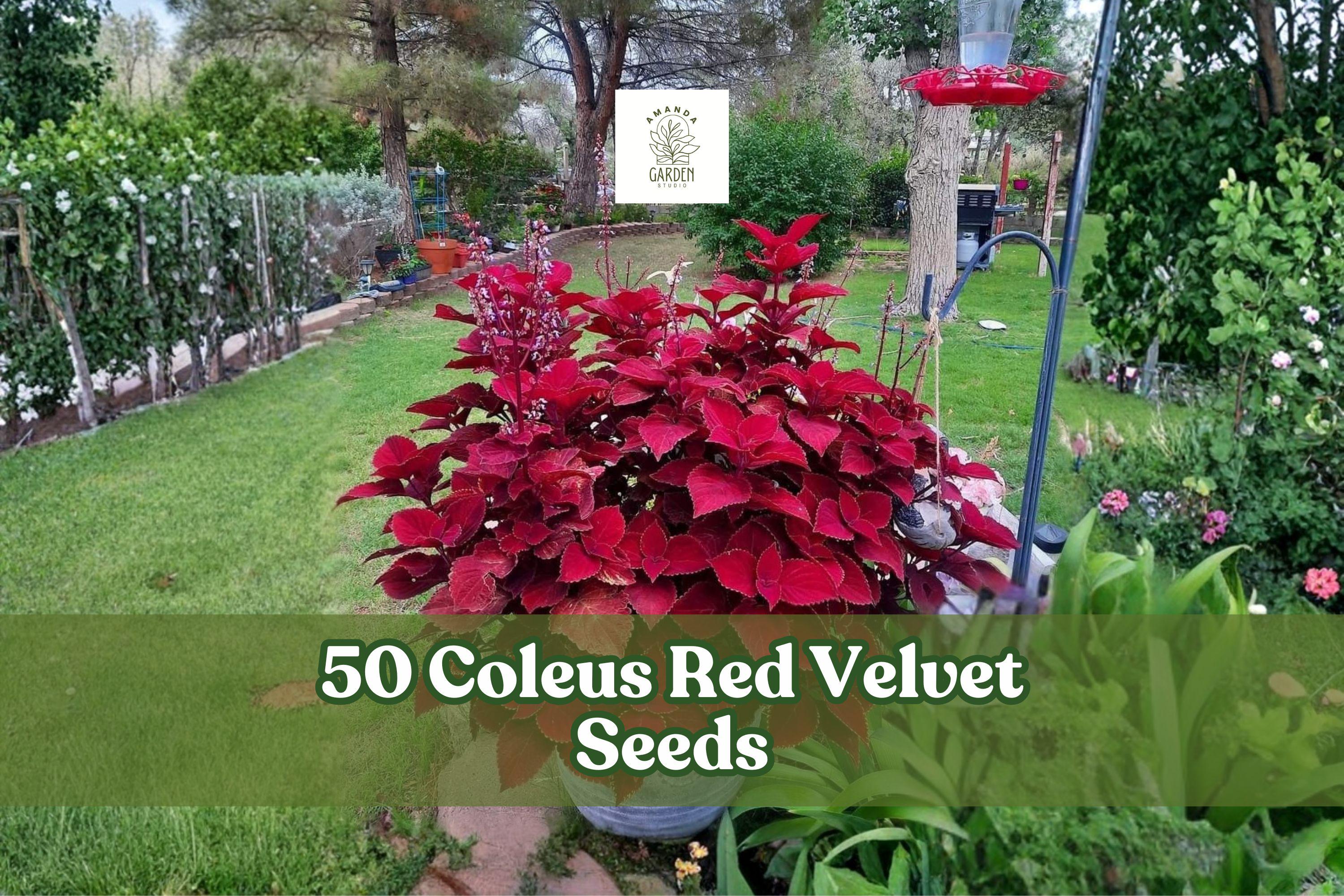 50 Coleus Red Velvet Seeds for Planting | Ornamental Foliage Plant | Coleus scutellarioides