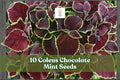 10 Coleus ‘Chocolate Mint’ Seeds for Ornamental Foliage Garden Planting | Coleus scutellarioides