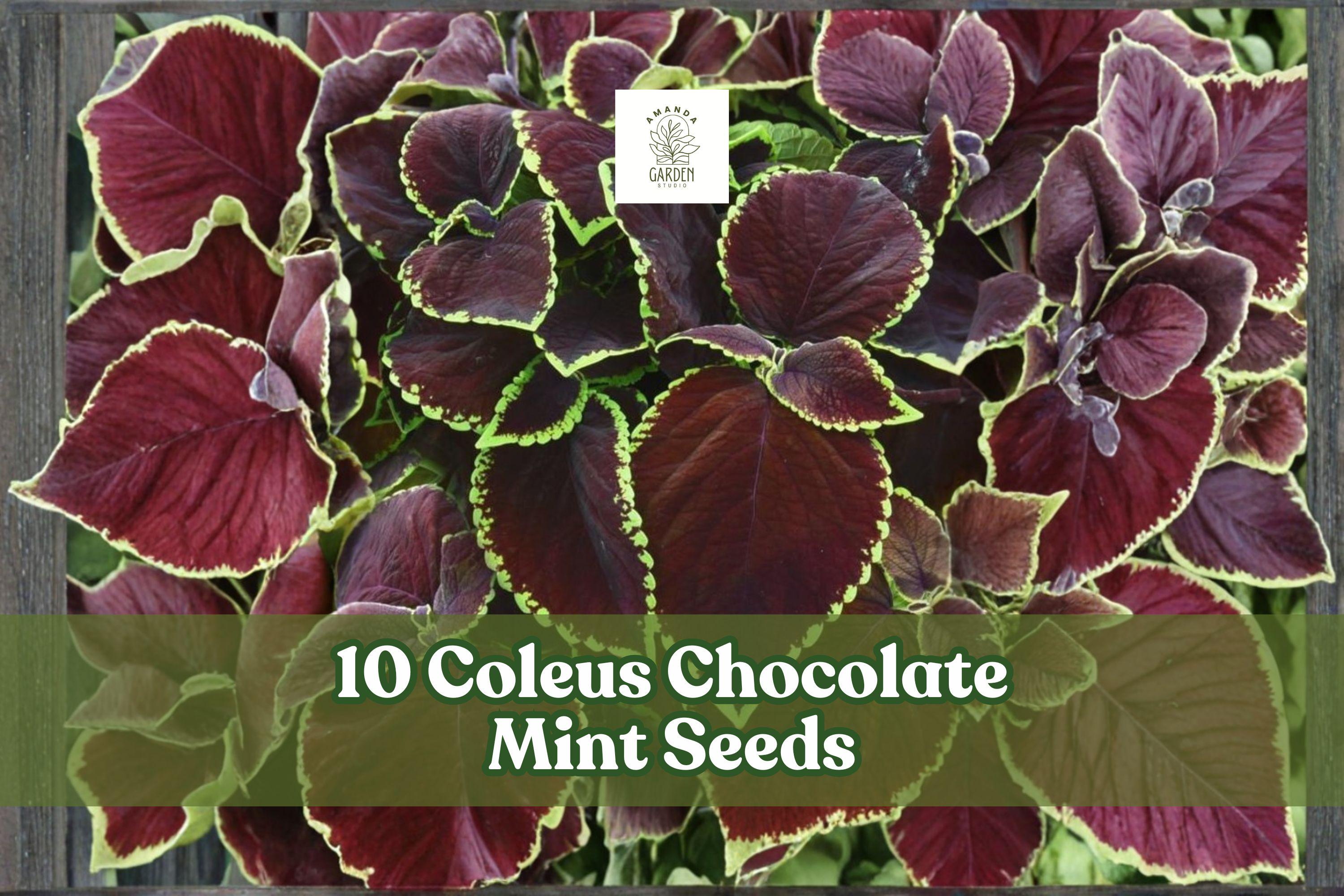10 Coleus ‘Chocolate Mint’ Seeds for Ornamental Foliage Garden Planting | Coleus scutellarioides