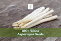 White Asparagus Seeds – 100+ Perennial Vegetable Seeds for Garden Planting | Asparagus officinalis