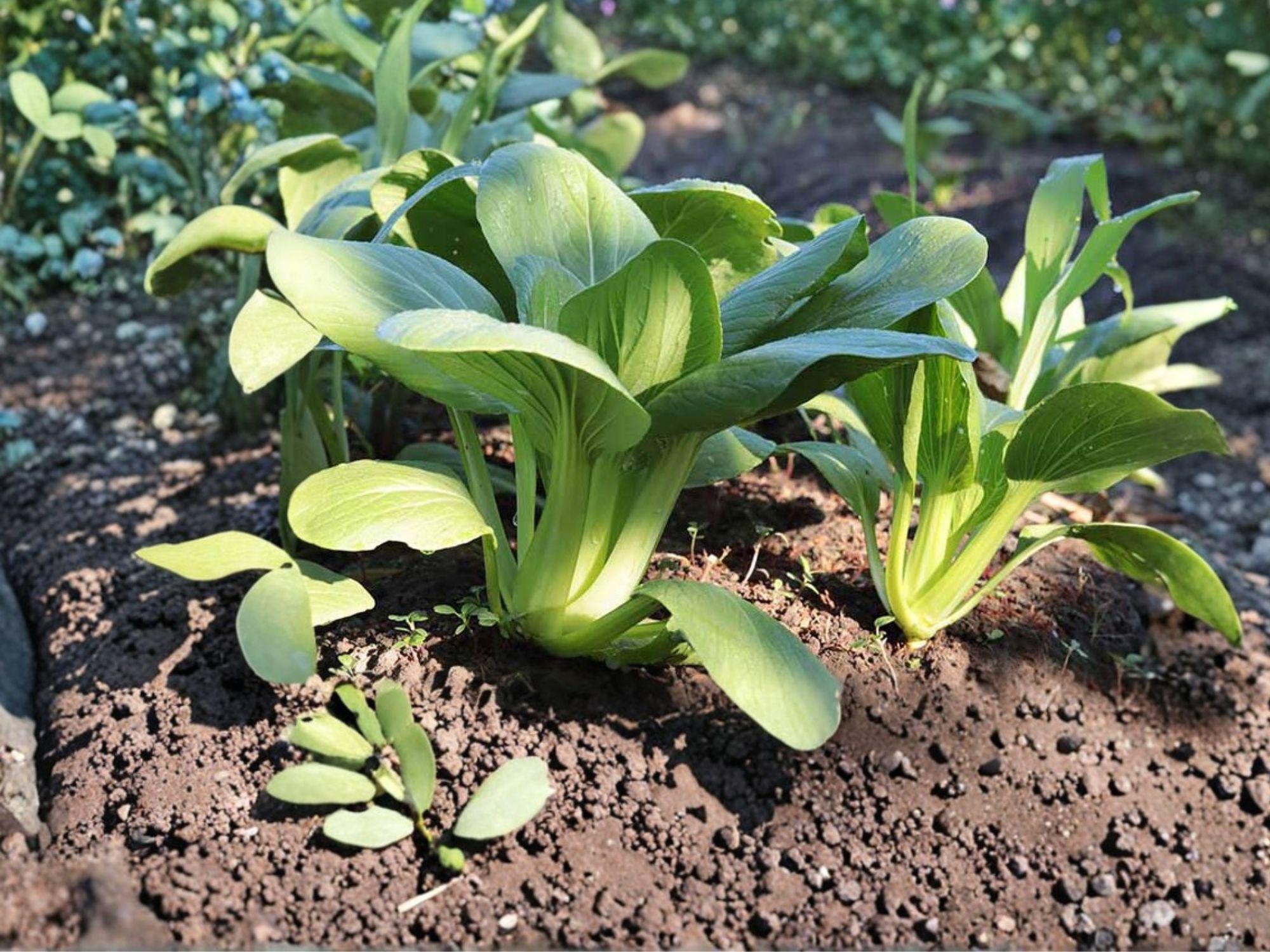 Pak Choi Taisai Seeds – Asian Leafy Green Vegetable for Home Gardens & Market, Fast Growing Crop