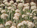 Antennaria neglecta Seeds | Prairie Pussytoes | Native Groundcover | Butterfly Host Plant | Perennial | 100 Seeds