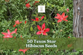 Texas Star Hibiscus Seeds – Hibiscus coccineus Red Flower Ornamental Perennial for Garden Beds & Landscaping