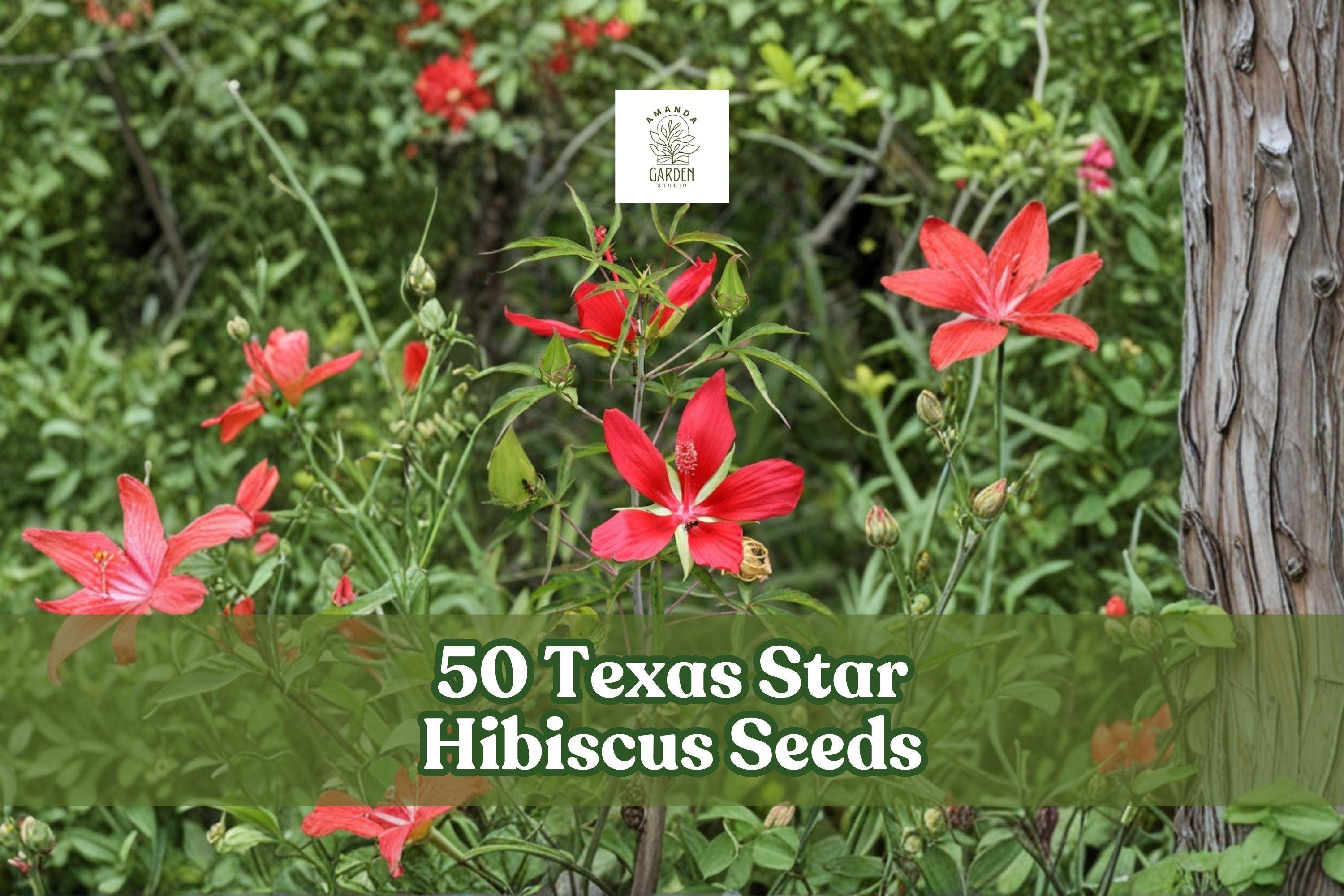 Texas Star Hibiscus Seeds – Hibiscus coccineus Red Flower Ornamental Perennial for Garden Beds & Landscaping