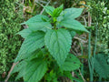 Boehmeria cylindrica Seeds | Smallspike False Nettle Native Wetland Perennial for Pollinators & Habitat Restoration