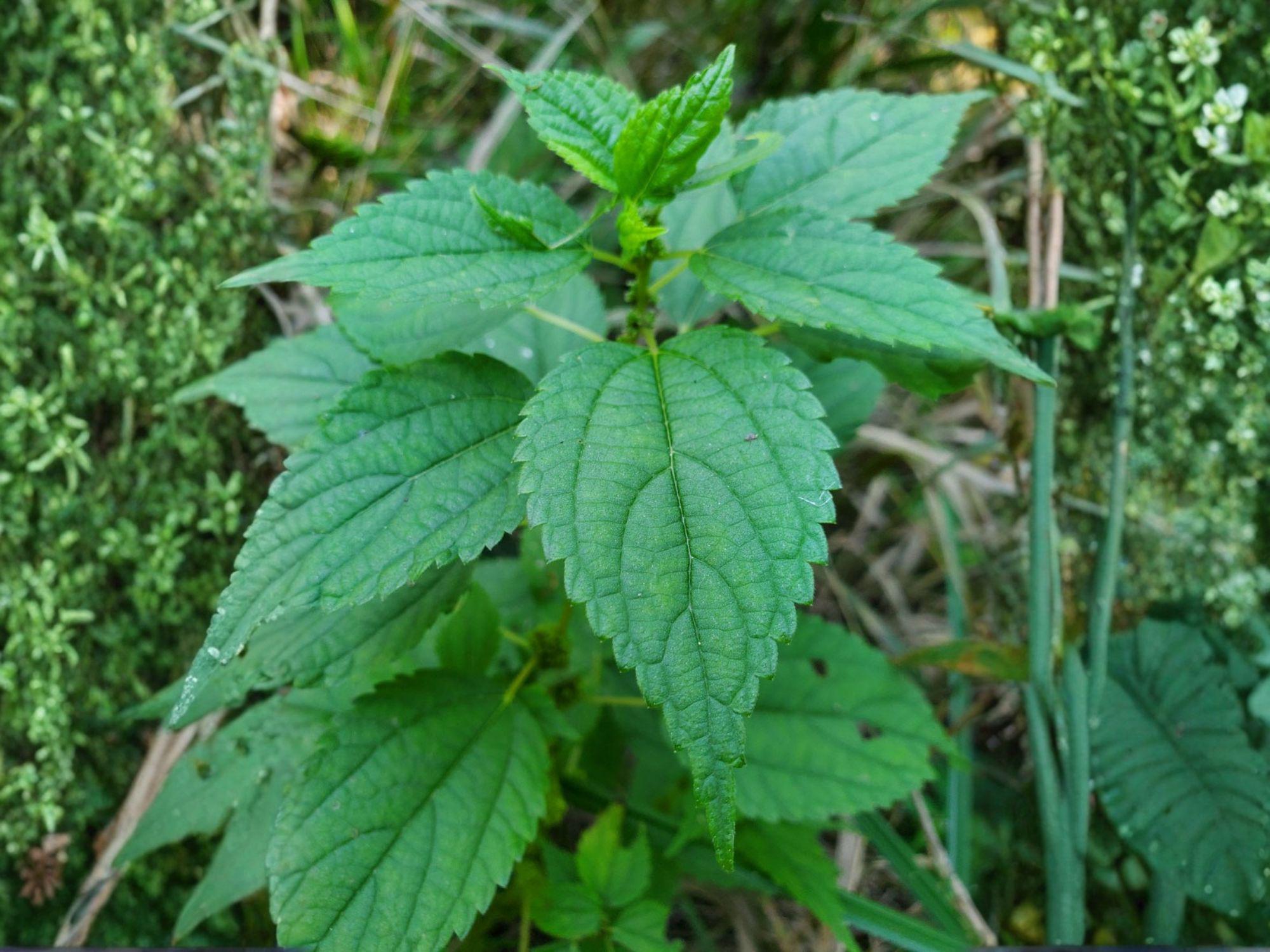 Boehmeria cylindrica Seeds | Smallspike False Nettle Native Wetland Perennial for Pollinators & Habitat Restoration
