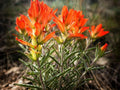 Orange Paintbrush Seeds Castilleja integra Native Wildflower Drought-Tolerant Pollinator Plant