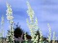 Rumex altissimus Seeds | Pale Dock Native Prairie Wildflower | Perennial Pollinator Plant | 100 Seeds