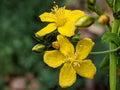 Dotted St. John’s Wort Wildflower | Perennial Plant for Pollinators | Hypericum punctatum | Bright Yellow Flowers