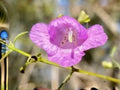 Agalinis tenuifolia Slender False Foxglove Wildflower Seeds – Native Pollinator Plant for Prairie Gardens, 250 Seeds