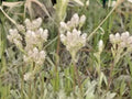 Antennaria neglecta Prairie Pussytoes Native Groundcover Seeds | Pollinator Plant for Prairie Gardens & Restoration