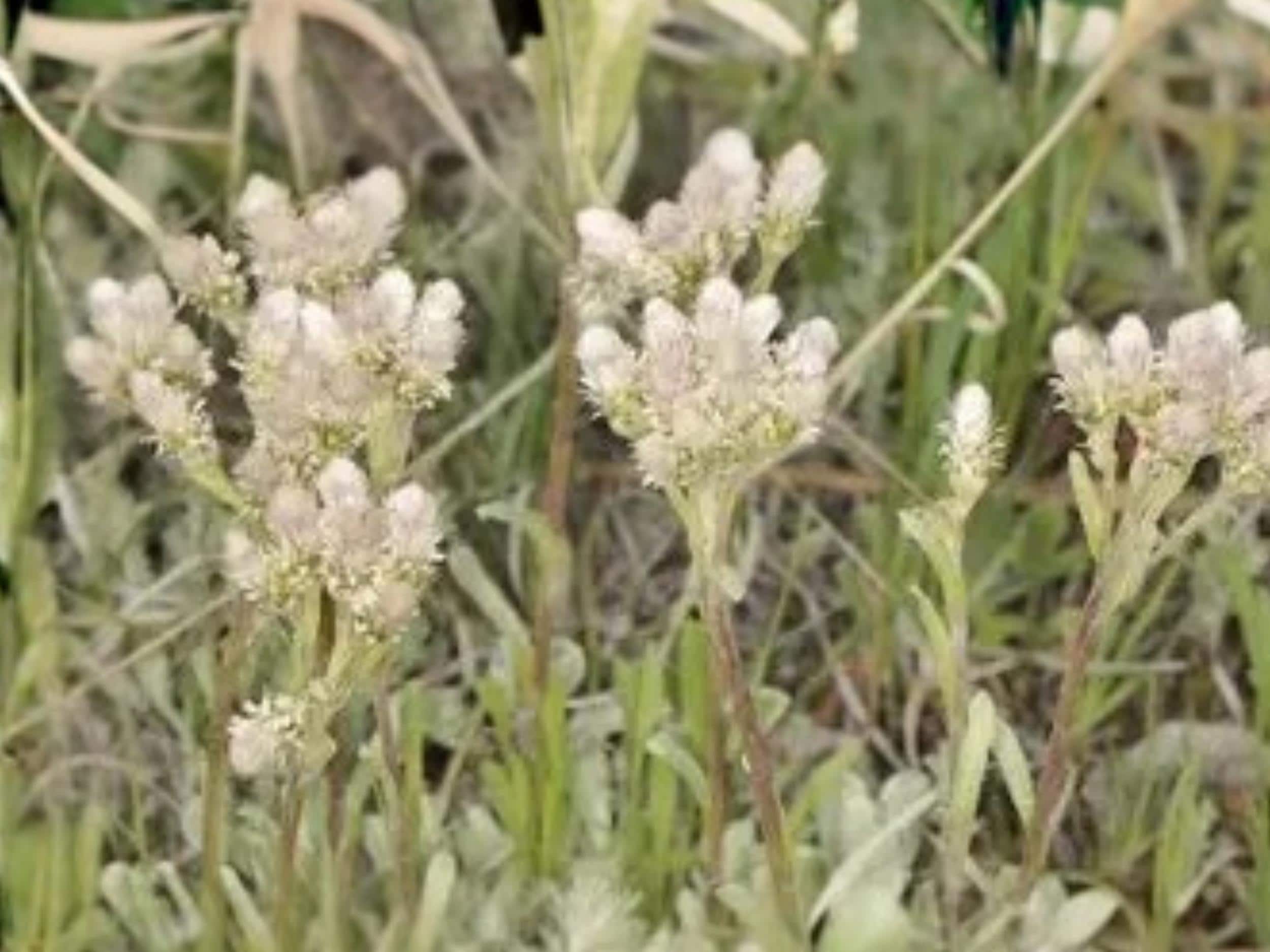 Antennaria neglecta Prairie Pussytoes Native Groundcover Seeds | Pollinator Plant for Prairie Gardens & Restoration