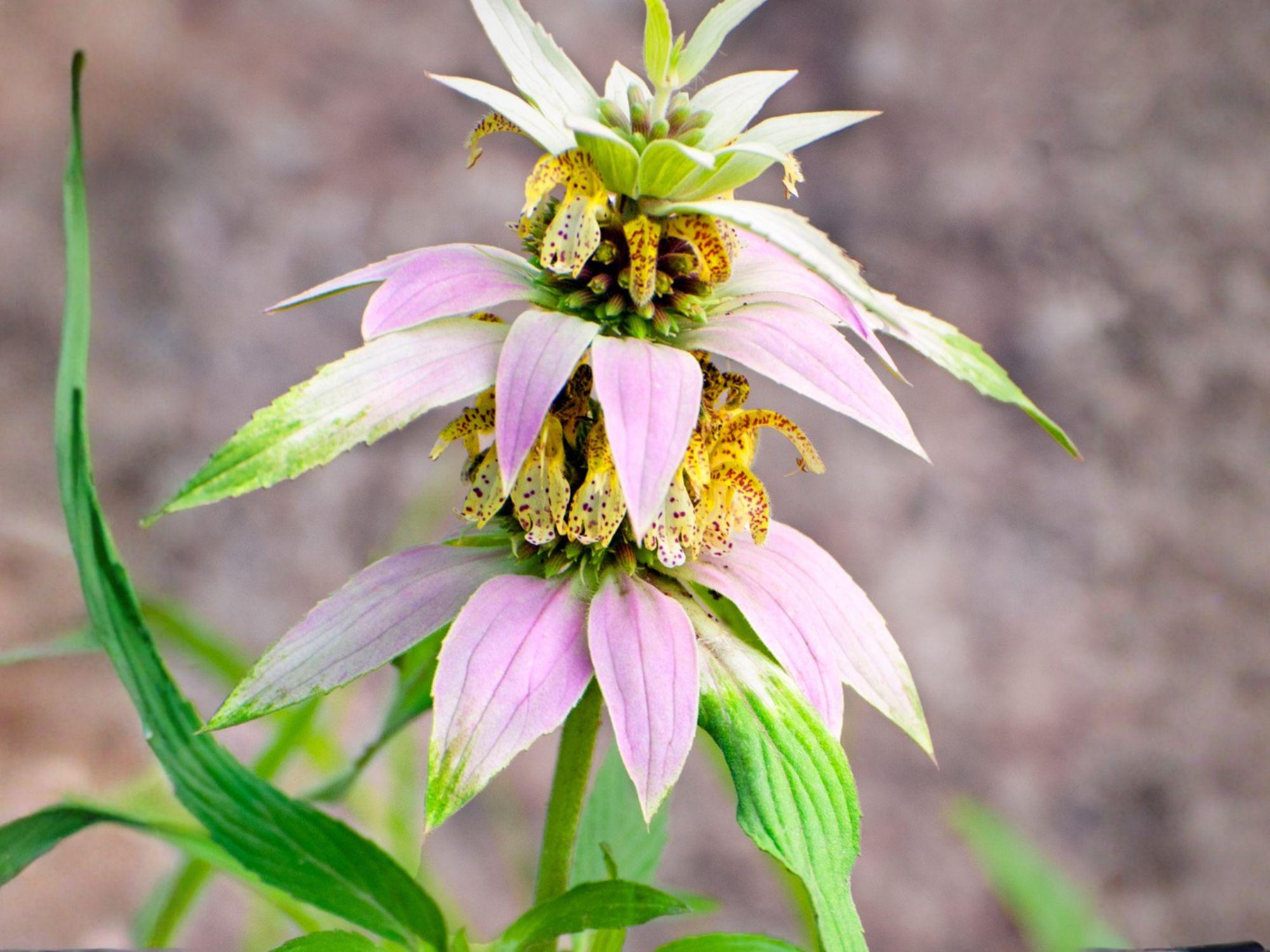 Monarda Punctata Seeds – Spotted Bee Balm, Native Wildflower, Pollinator & Medicinal Herb, 100 Seeds