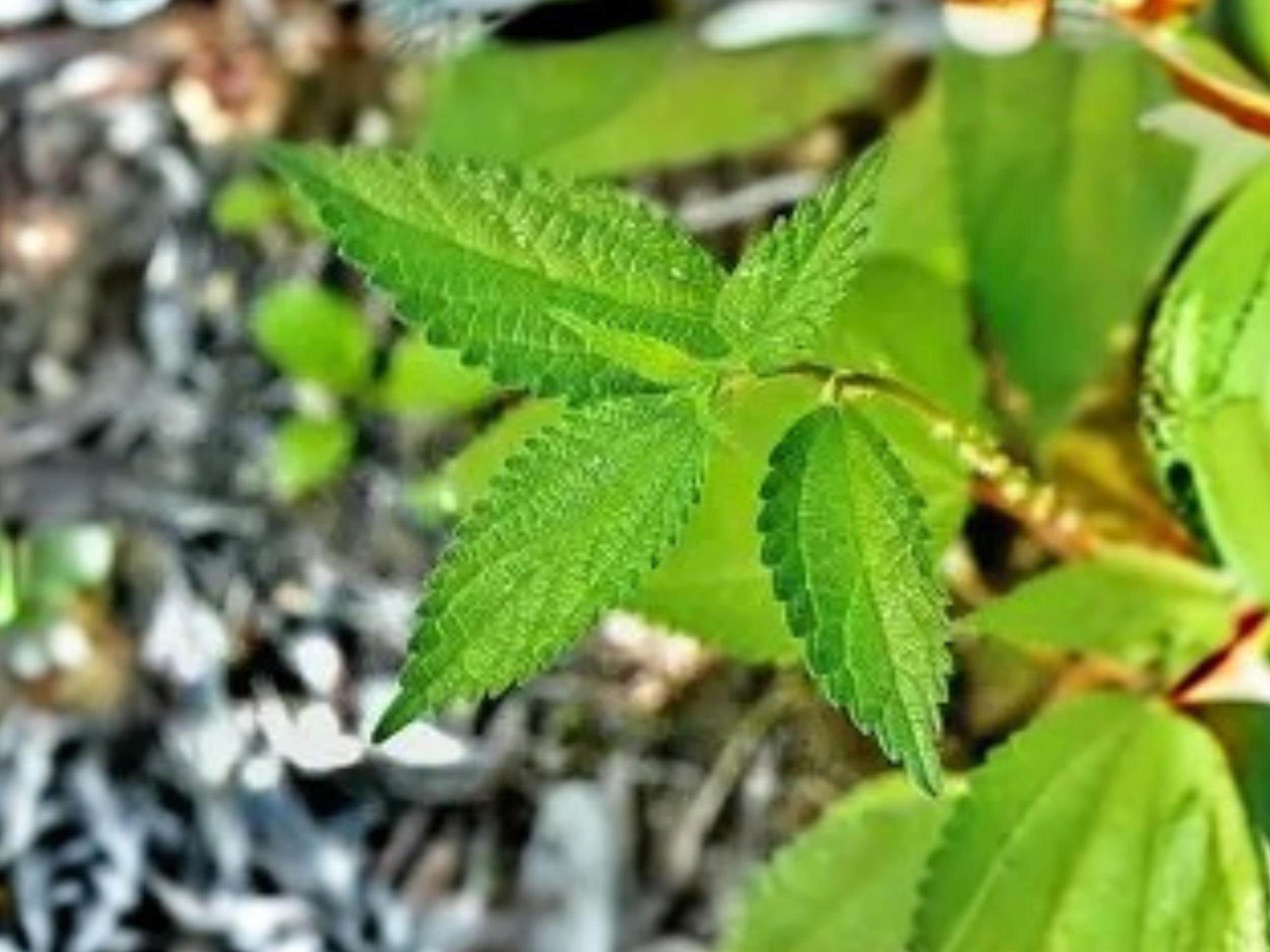 Boehmeria cylindrica Smallspike False Nettle Perennial Seed for Wetlands, Pollinator & Host Plant, Native North American Plant