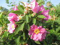 Swamp Rose Seeds – Rosa palustris, Native Wetland Pollinator Plant, Fragrant Pink Blooms, Wildlife & Rain Garden Native Plant Seeds