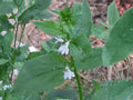 Lobelia Inflata Seeds – Native Wildflower, Blue Flowers, Indian Tobacco, 500 Seeds