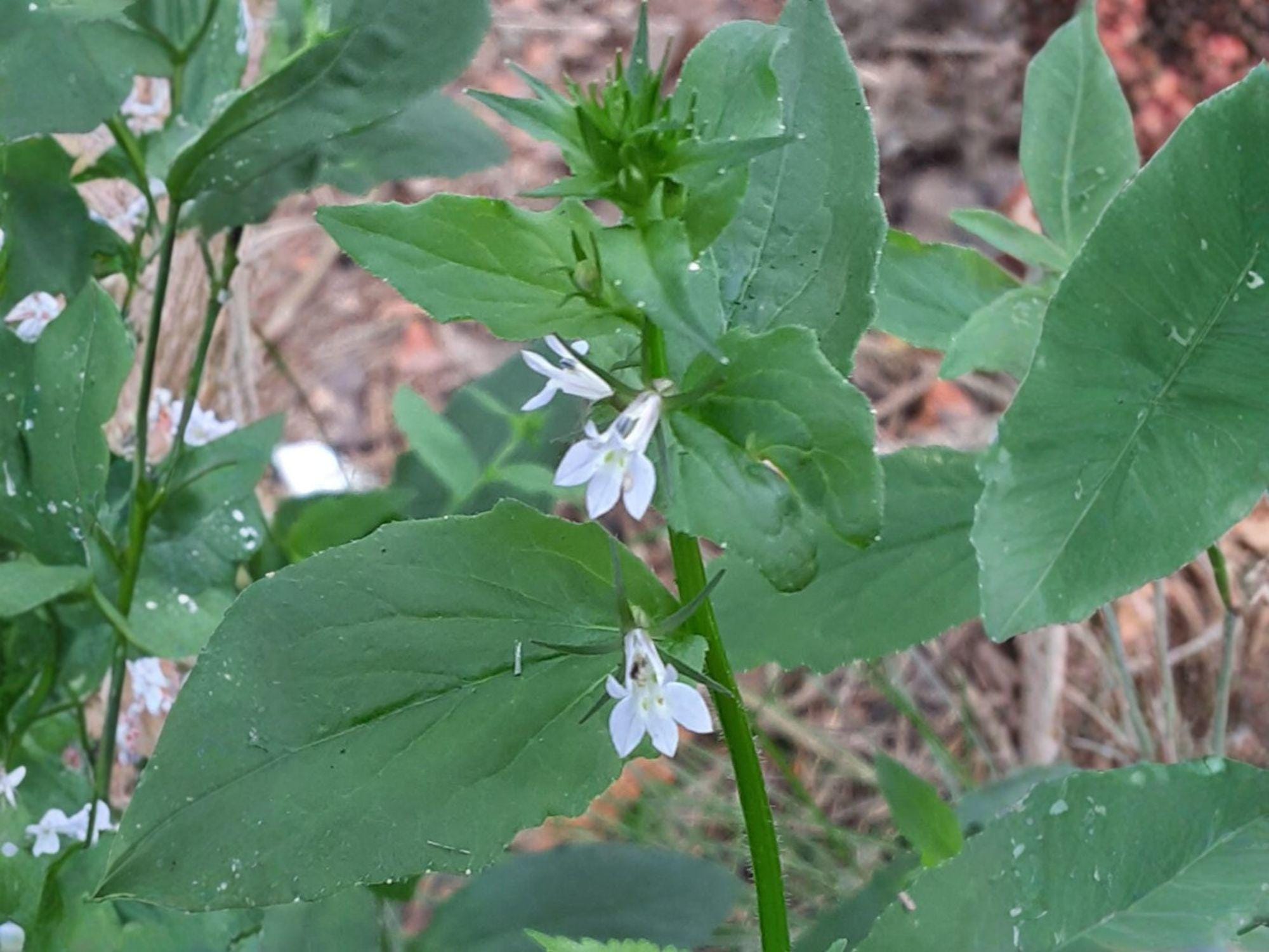 Lobelia Inflata Seeds – Native Wildflower, Blue Flowers, Indian Tobacco, 500 Seeds