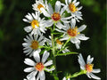 Heath Aster Seeds 100 Pack | Symphyotrichum pilosum Drought-Tolerant Native Wildflower for Pollinators & Groundcover
