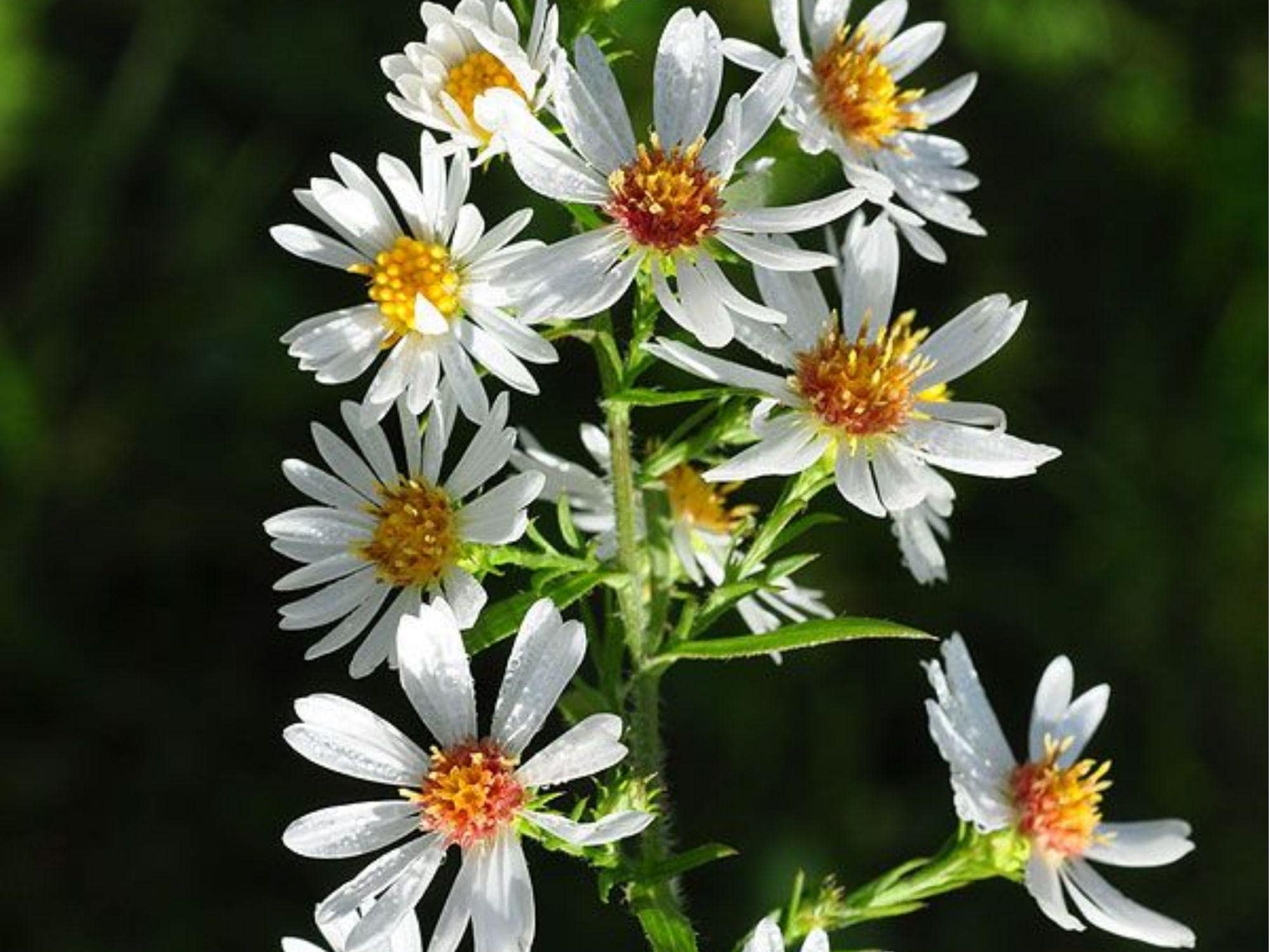Heath Aster Seeds 100 Pack | Symphyotrichum pilosum Drought-Tolerant Native Wildflower for Pollinators & Groundcover