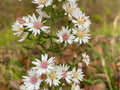 Calico Aster Seeds – Symphyotrichum lateriflorum – Native Wildflower for Shade Gardens, Fall Bloom, Pollinators, 100 Seeds
