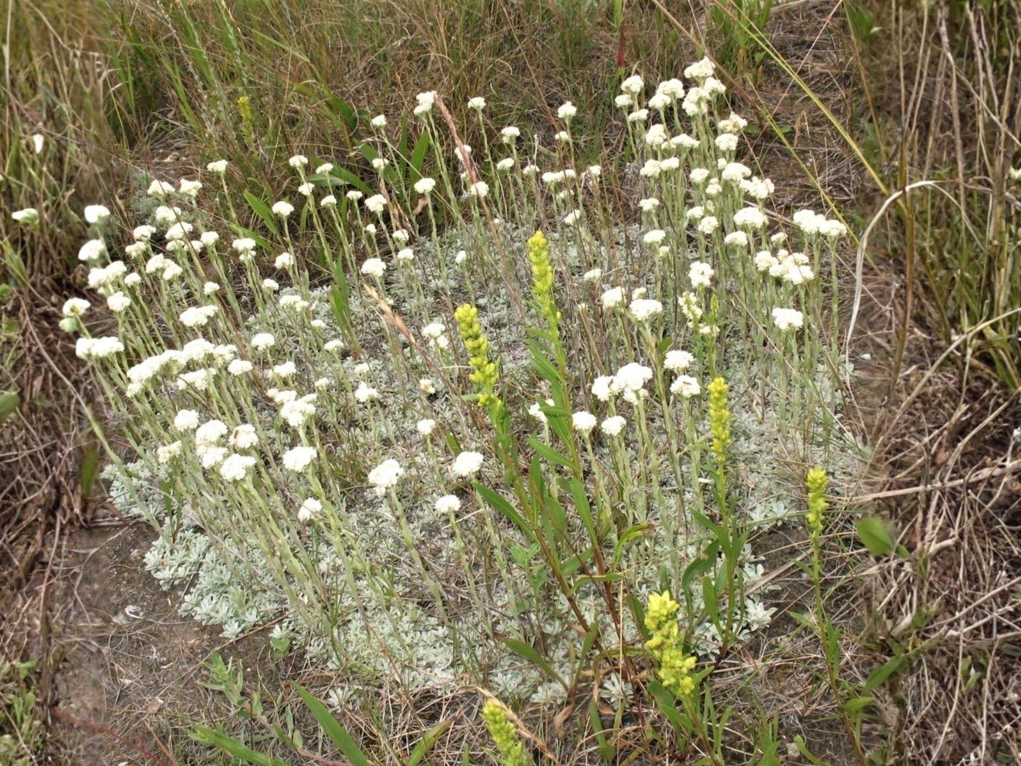 Antennaria Parvifolia Seeds – Pussytoes Groundcover, Drought Tolerant Wildflower, Native Perennial, 100 Seeds