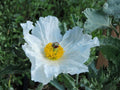 Argemone Polyanthemos Seeds – Prickly Poppy Wildflower, Drought Tolerant, Native Bee Attractant, 15 Seeds
