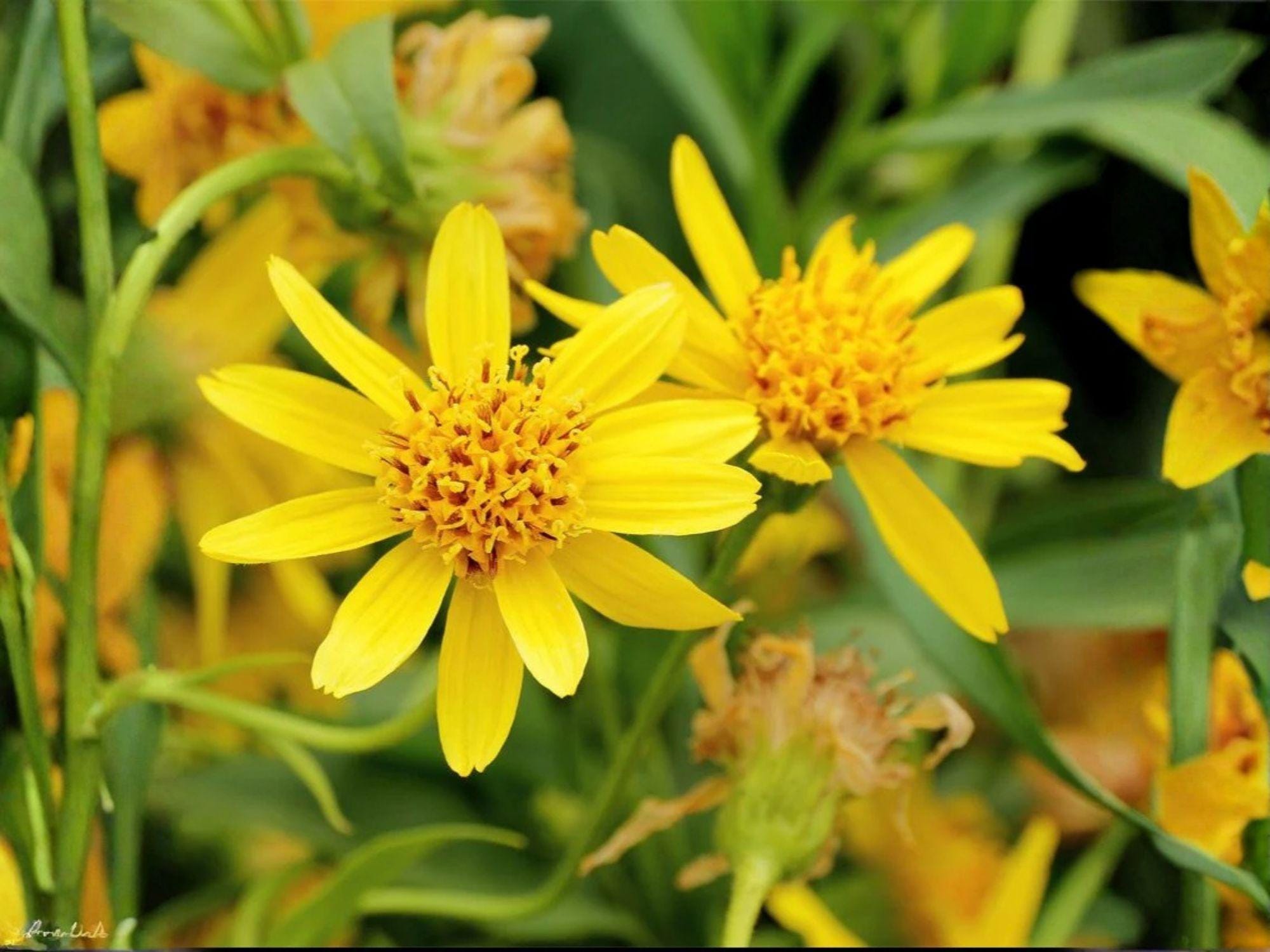 Meadow Arnica Seeds – Native Wildflower, Medicinal Herb, Arnica chamissonis, 100 Seeds for Native Gardens & Pollinator Gardens