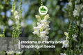 Snapdragon Seeds 1000+ Madame Butterfly Ivory Double-Flowered Antirrhinum majus for Borders & Cut Flowers