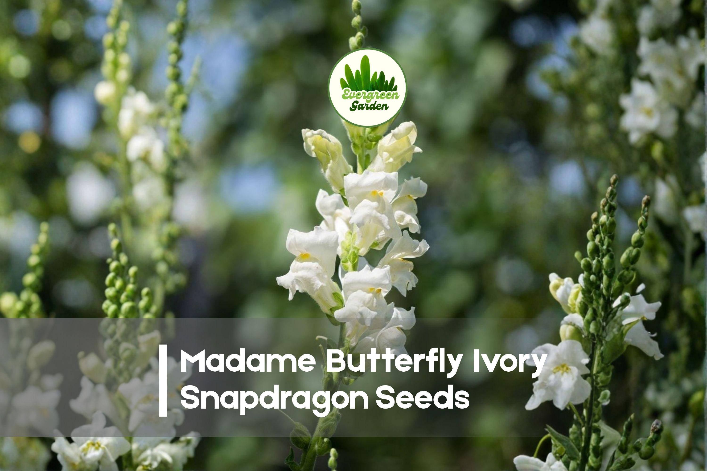 Snapdragon Seeds 1000+ Madame Butterfly Ivory Double-Flowered Antirrhinum majus for Borders & Cut Flowers