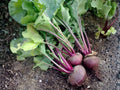 Detroit Dark Red Beet Seeds – Heirloom Vegetable, Root Crop, Edible Roots & Greens, 500 Seeds