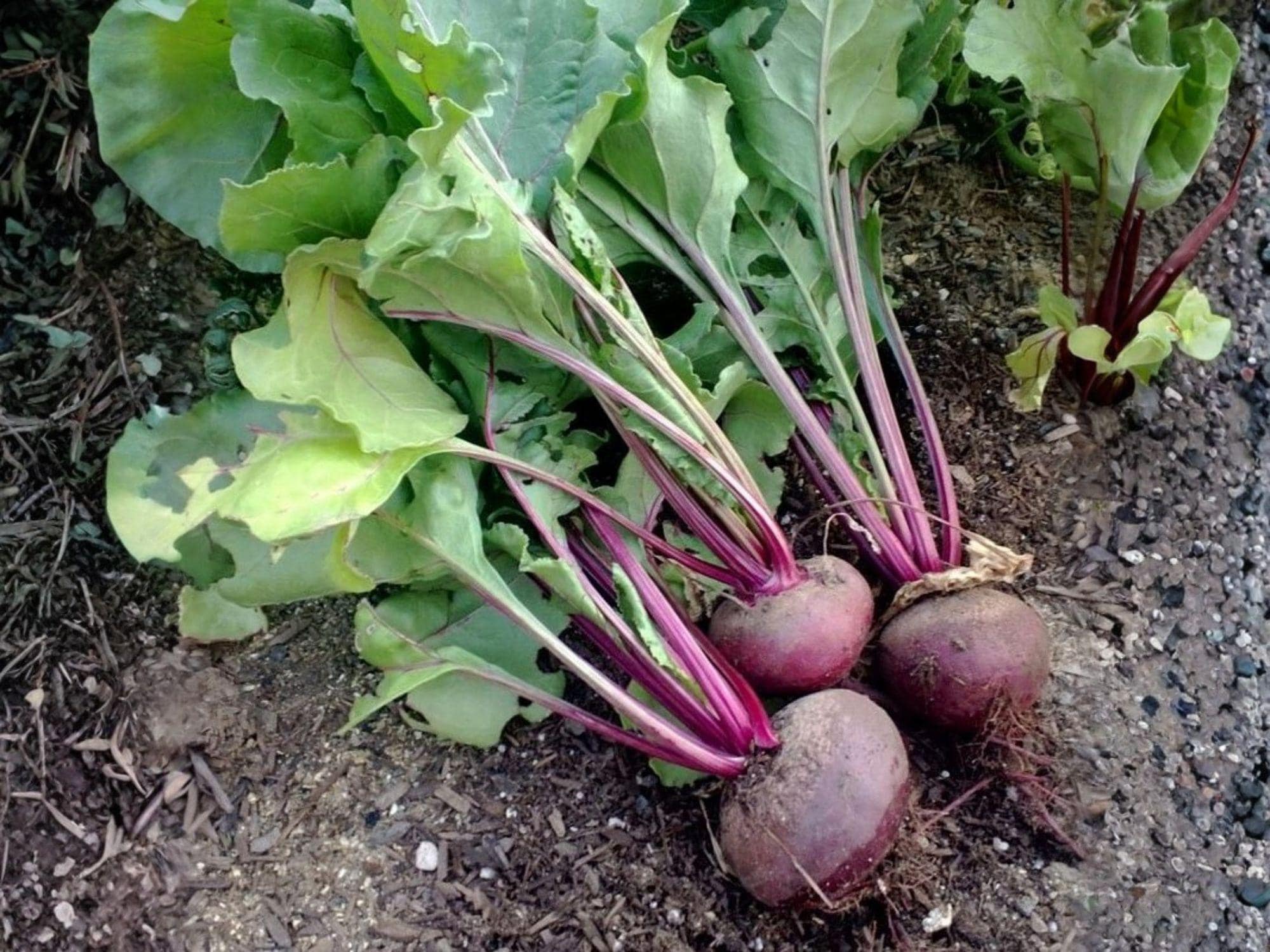 Detroit Dark Red Beet Seeds – Heirloom Vegetable, Root Crop, Edible Roots & Greens, 500 Seeds