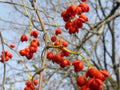 American Bittersweet Seeds, Native Climbing Vine with Orange Berries, Celastrus scandens, for Wildlife Gardens & Fences