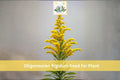 700 Stiff Goldenrod Seeds | Oligoneuron rigidum Native Perennial Wildflower for Prairie Gardens & Pollinator Plants